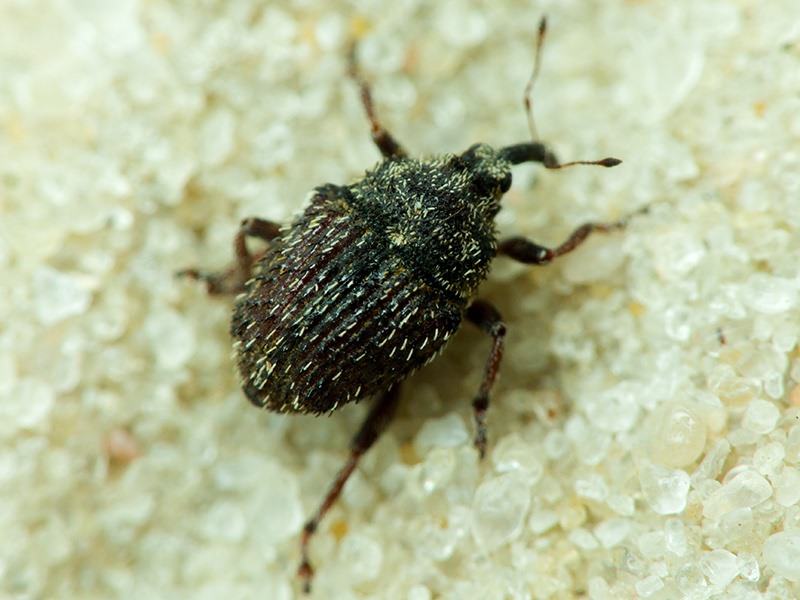 Curculionidae Latreille, 1802